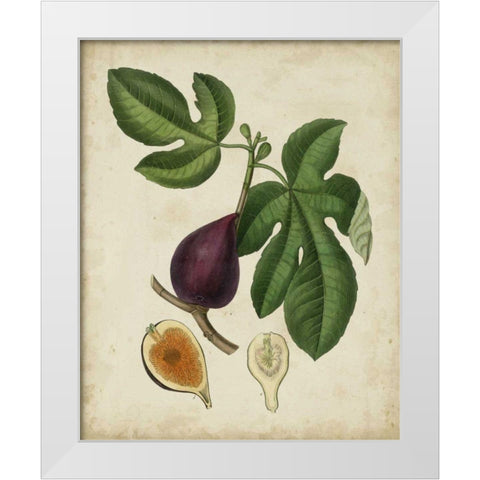 Non-Embellished Antique Fig Tree White Modern Wood Framed Art Print by Weddell