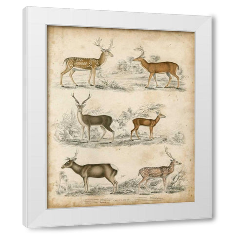 Non-Embellished Species of Deer White Modern Wood Framed Art Print by Unknown