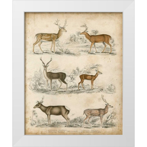 Non-Embellished Species of Deer White Modern Wood Framed Art Print by Unknown