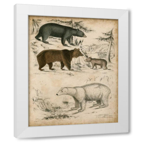 Non-Embellished Species of Bear White Modern Wood Framed Art Print by Unknown