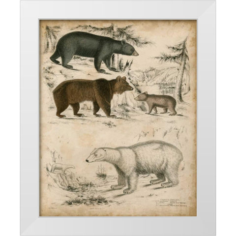 Non-Embellished Species of Bear White Modern Wood Framed Art Print by Unknown