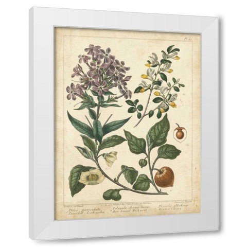 Non-Embellish Enchanted Garden II White Modern Wood Framed Art Print by Edwards, Sydenham