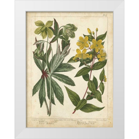 Non-Embellish Enchanted Garden III White Modern Wood Framed Art Print by Edwards, Sydenham