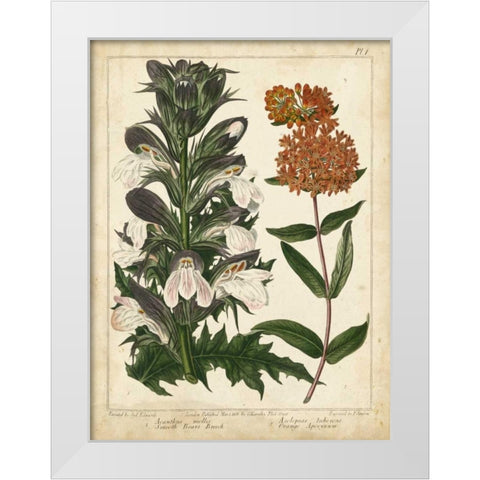 Non-Embellish Enchanted Garden IV White Modern Wood Framed Art Print by Edwards, Sydenham