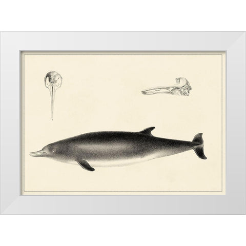 Antique Dolphin Study I White Modern Wood Framed Art Print by Unknown