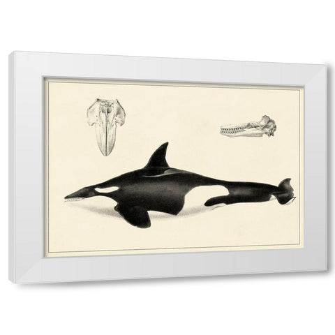 Antique Whale Study I White Modern Wood Framed Art Print by Unknown