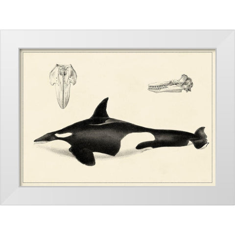 Antique Whale Study I White Modern Wood Framed Art Print by Unknown