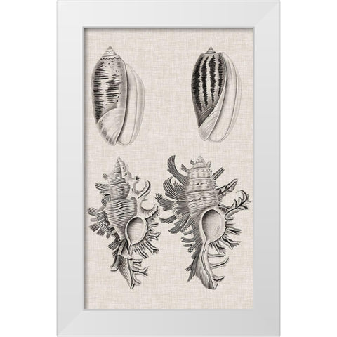 Charcoal and Linen Shells VII White Modern Wood Framed Art Print by Vision Studio