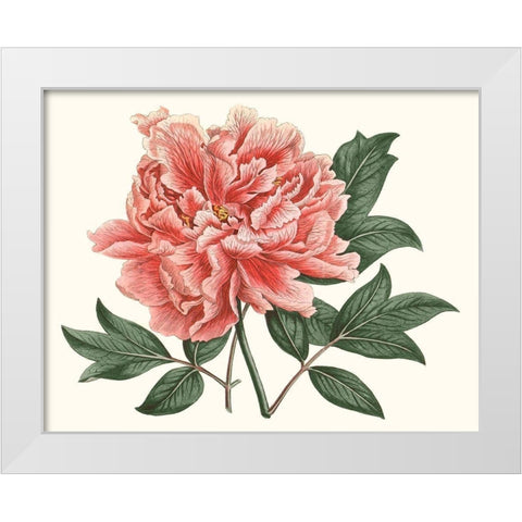 Peony Blush I White Modern Wood Framed Art Print by Curtis