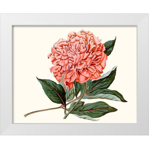 Peony Blush II White Modern Wood Framed Art Print by Curtis