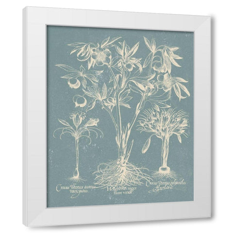 Delicate Besler Botanical II White Modern Wood Framed Art Print by Vision Studio