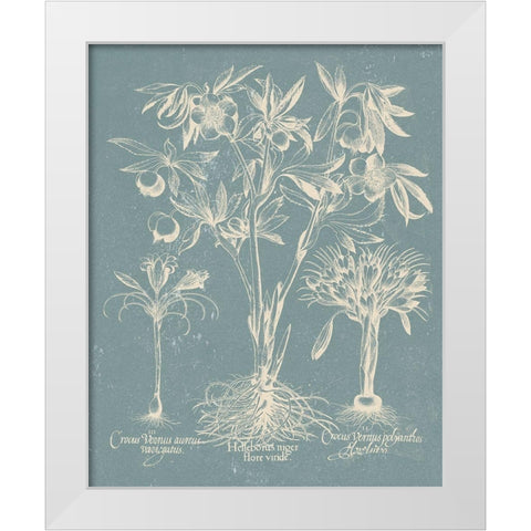 Delicate Besler Botanical II White Modern Wood Framed Art Print by Vision Studio