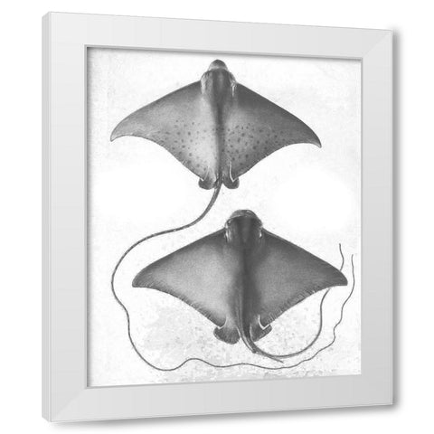 Grey-Scale Stingrays I White Modern Wood Framed Art Print by Studio W