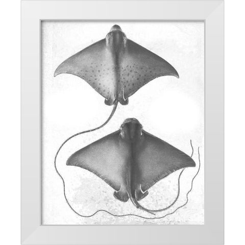 Grey-Scale Stingrays I White Modern Wood Framed Art Print by Studio W