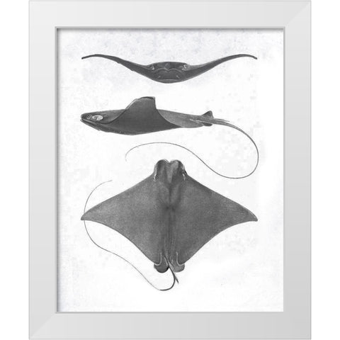 Grey-Scale Stingrays II White Modern Wood Framed Art Print by Studio W