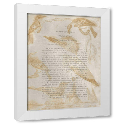 Ornithology Impressions I White Modern Wood Framed Art Print by Wilson, Alexander