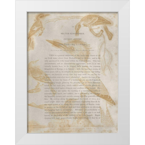 Ornithology Impressions I White Modern Wood Framed Art Print by Wilson, Alexander