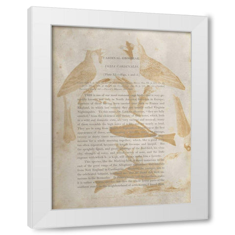 Ornithology Impressions IV White Modern Wood Framed Art Print by Wilson, Alexander