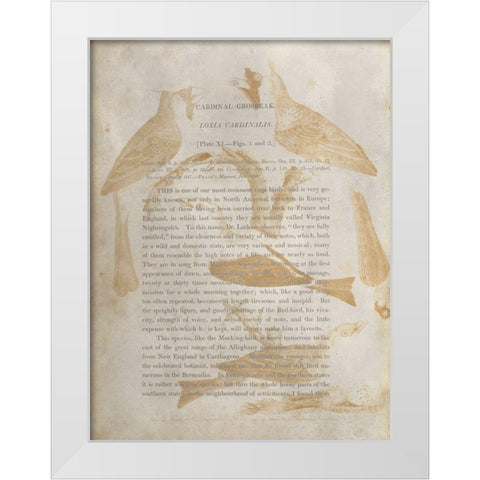Ornithology Impressions IV White Modern Wood Framed Art Print by Wilson, Alexander