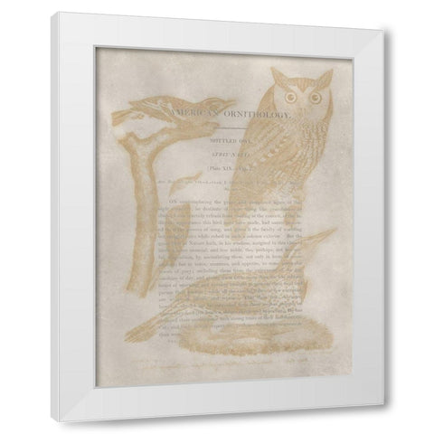 Ornithology Impressions VI White Modern Wood Framed Art Print by Wilson, Alexander