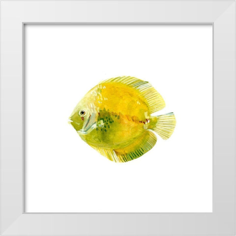 Discus Fish I White Modern Wood Framed Art Print by Scarvey, Emma