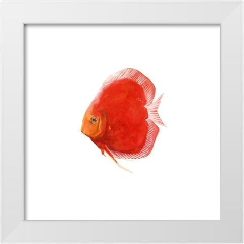 Discus Fish V White Modern Wood Framed Art Print by Scarvey, Emma