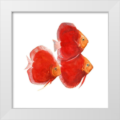 Discus Fish VI White Modern Wood Framed Art Print by Scarvey, Emma