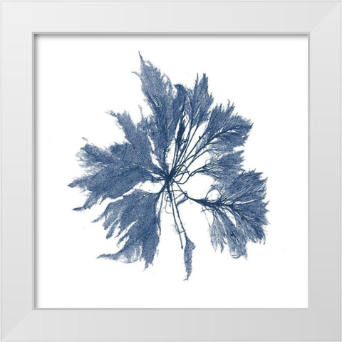 Navy Seaweed I White Modern Wood Framed Art Print by Vision Studio