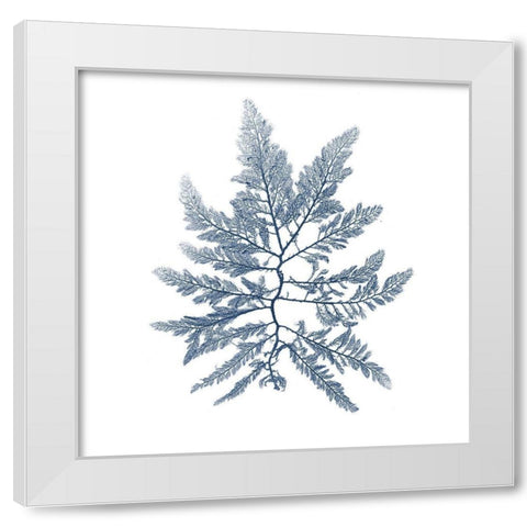 Navy Seaweed II White Modern Wood Framed Art Print by Vision Studio