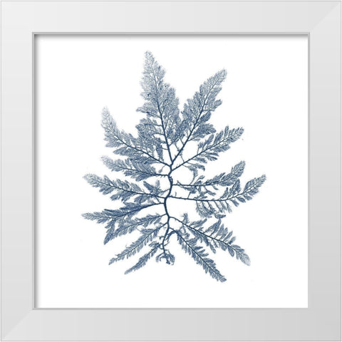 Navy Seaweed II White Modern Wood Framed Art Print by Vision Studio