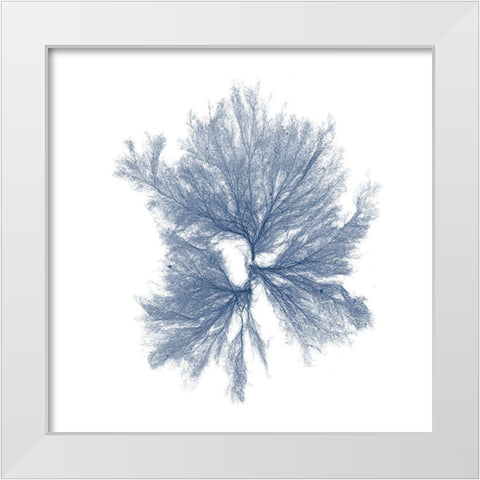 Navy Seaweed III White Modern Wood Framed Art Print by Vision Studio