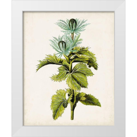 Antique Botanical Study III White Modern Wood Framed Art Print by Unknown