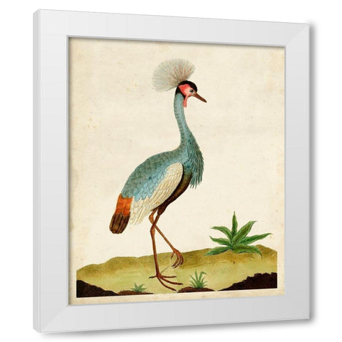 Heron Portrait I White Modern Wood Framed Art Print by Unknown