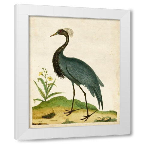 Heron Portrait II White Modern Wood Framed Art Print by Unknown