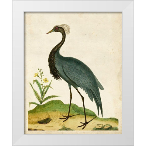 Heron Portrait II White Modern Wood Framed Art Print by Unknown