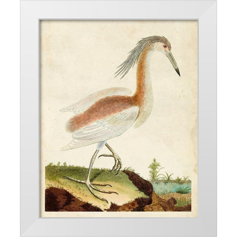 Heron Portrait III White Modern Wood Framed Art Print by Unknown