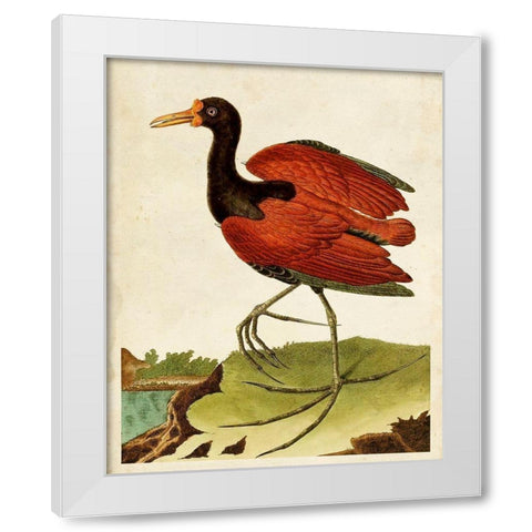 Heron Portrait IV White Modern Wood Framed Art Print by Unknown