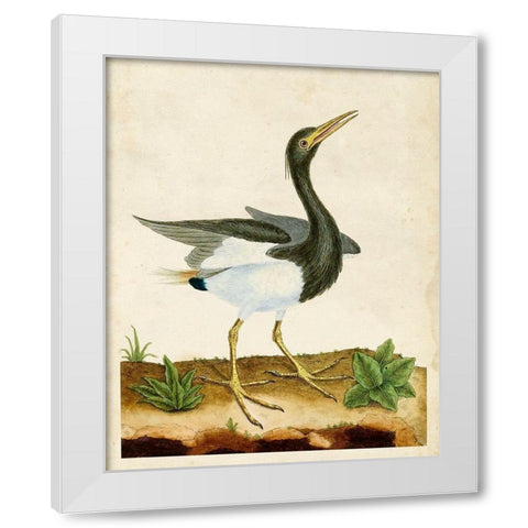 Heron Portrait V White Modern Wood Framed Art Print by Unknown