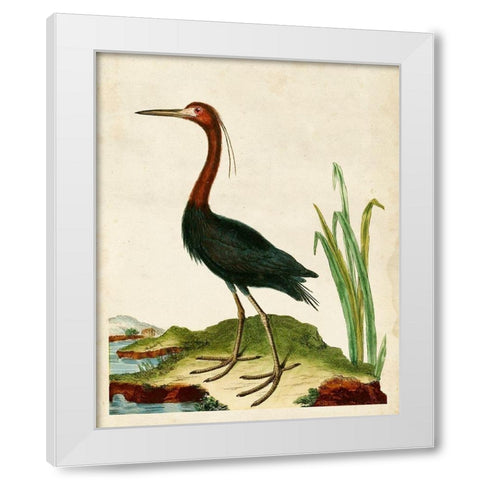 Heron Portrait VI White Modern Wood Framed Art Print by Unknown