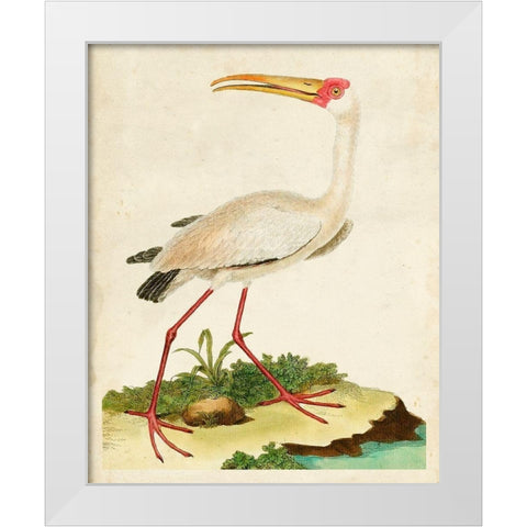 Heron Portrait VII White Modern Wood Framed Art Print by Unknown