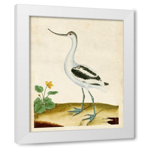 Heron Portrait VIII White Modern Wood Framed Art Print by Unknown