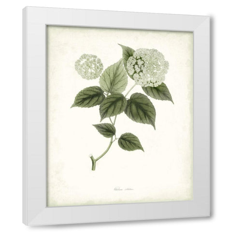 Sage Botanical I White Modern Wood Framed Art Print by Vision Studio