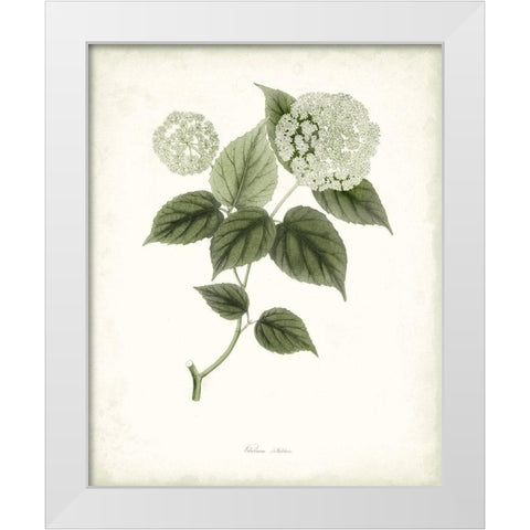 Sage Botanical I White Modern Wood Framed Art Print by Vision Studio