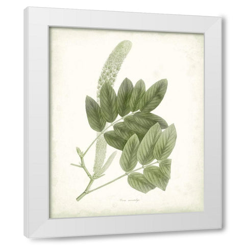 Sage Botanical IV White Modern Wood Framed Art Print by Vision Studio