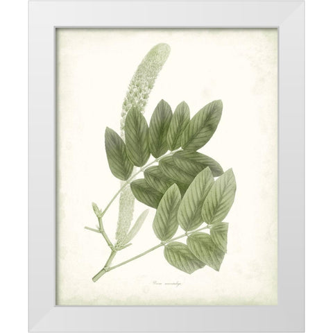 Sage Botanical IV White Modern Wood Framed Art Print by Vision Studio