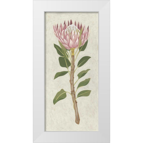 Non-Embellished Protea II White Modern Wood Framed Art Print by Zarris, Chariklia