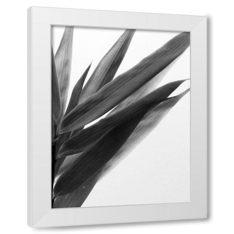 BandW Bamboo I White Modern Wood Framed Art Print by Stramel, Renee W.