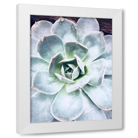Pastel Succulent Beauty IV White Modern Wood Framed Art Print by Orlov, Irena