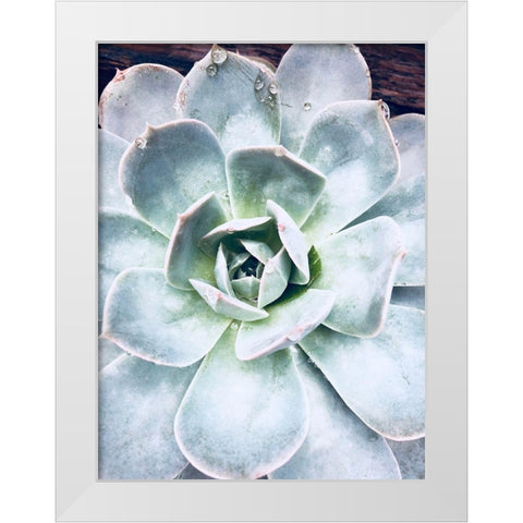 Pastel Succulent Beauty IV White Modern Wood Framed Art Print by Orlov, Irena