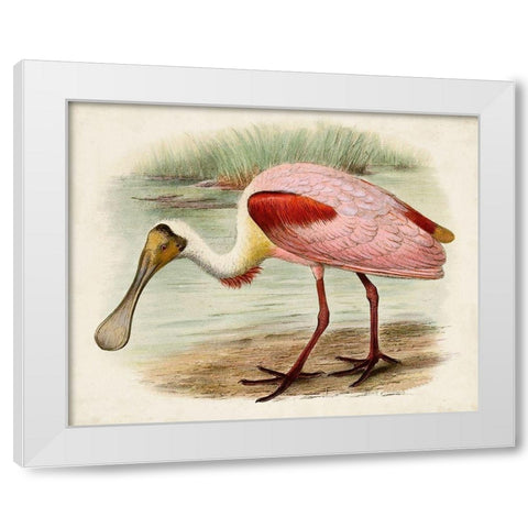 Roseate Spoonbills II White Modern Wood Framed Art Print by Unknown
